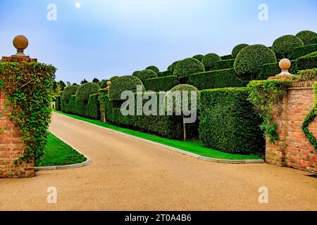 Die sorgfältig und ordentlich geformten Birnen- und Eibenhecken in den Gärten des Old Hall Hotels in der Nähe von Ely, Cambridgeshire, England, Großbritannien Stockfoto