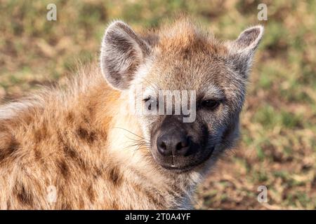 Die Nahaufnahme der gefleckten Hyäne, Crocuta crocuta, liegt im Grasland der Masai Mara, Kenia. Vorderansicht. Stockfoto