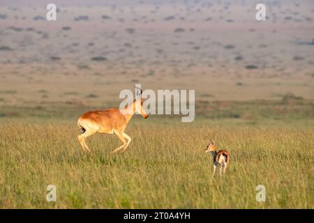 Colas Hartebeest, Alcelaphus buselaphus cokii, läuft im üppigen Gras der Masai Mara. Licht am frühen Morgen. Stockfoto