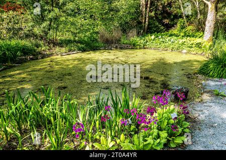 Japanische Primrose, Millers Crimson Flowers oder Primula japonica farrerae im Ökologie- und Botanischen Garten in Bayreuth in Deutschland. Stockfoto