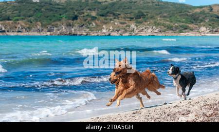 An einem sonnigen Tag in Playa del Caragol auf Mallorca laufen drei Hunde energisch entlang der Küste. Ihre verspielten Striche, begleitet von der Schimmer Stockfoto