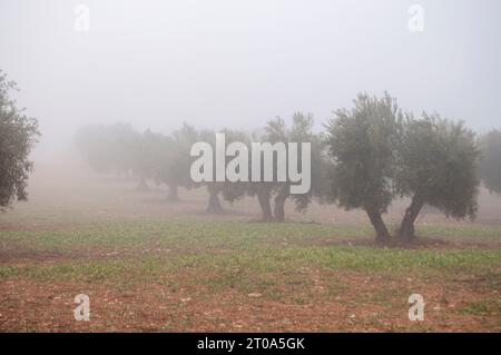 Amanecer con niebla en el Olivar Stockfoto