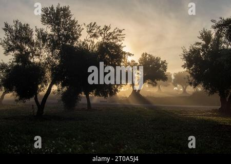 Amanecer con niebla en el Olivar Stockfoto