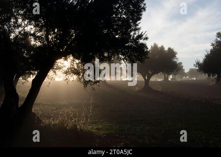 Amanecer con niebla en el Olivar Stockfoto