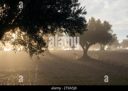 Amanecer con niebla en el Olivar Stockfoto