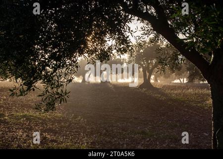 Amanecer con niebla en el Olivar Stockfoto