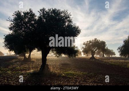 Amanecer con niebla en el Olivar Stockfoto