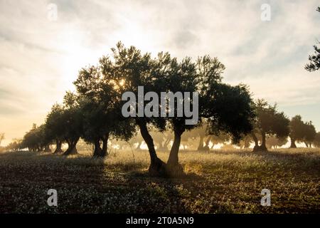 Amanecer con niebla en el Olivar Stockfoto