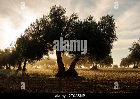 Amanecer con niebla en el Olivar Stockfoto