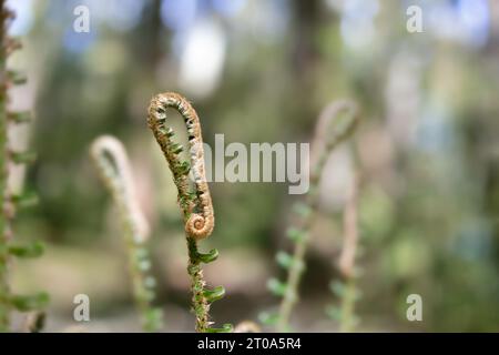 Abstrakte Farnfiedköpfe im Sonnenlicht und blauem Himmel, Nahaufnahme. Natur Hintergrund Textur. Junge westliche Schwertfarnblätter sind immer noch gewellt. Selektiver Fokus Stockfoto