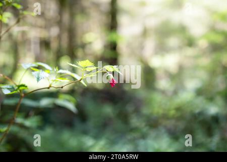 Rosa Blume auf Zweig im Wald. Salmonberry-Blüte oder Rubus spectabilis in Blüte. Ein Beerenstrauch mit essbaren Beeren, wächst im Küstenwald am Stockfoto