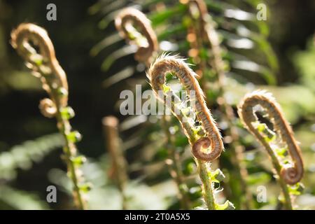 Abstrakte Farnfiedköpfe im Sonnenlicht, Nahaufnahme. Natur Hintergrund Textur. Eine Gruppe junger westlicher Schwertfarnblätter ist noch gewellt. Selektiver Fokus mit Stockfoto