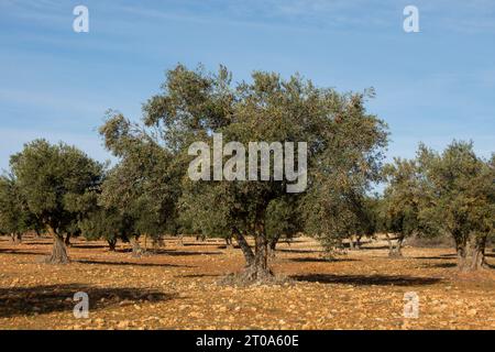 Olivar Mediterráneo en España, olivos fuente de aceite de oliva Stockfoto