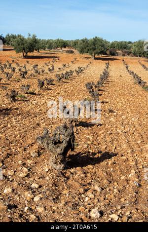 Weinberg in Villarejo de Salvanés, Gemeinde Madrid Stockfoto
