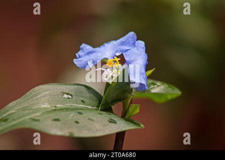 Asiatische Tagblume Commelina communis Blumenpflanze auf einem natürlichen Hintergrund Stockfoto