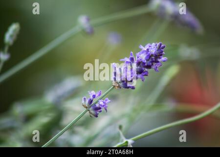 Lavendelblumenpflanze (Lavandula angustifolia) im Garten Stockfoto