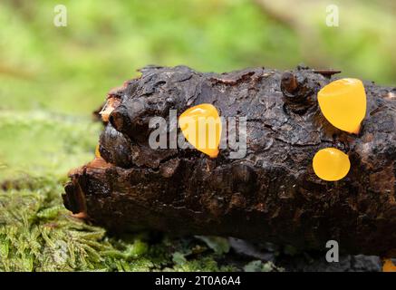 Goldener Gelee-Kegelpilz, der auf Holzzweigen wächst und im Wald von North Vancouver, British Columbia, Kanada gefunden wird. Makro. Hellgelber, schalenförmiger Fang Stockfoto