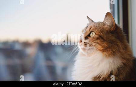 Indoor-Katze, die draußen etwas ansieht. Seitenprofil einer niedlichen flauschigen Katze, die am Fenster sitzt, mit intensiver Körpersprache, während sie einen Vogel anstarrt Stockfoto