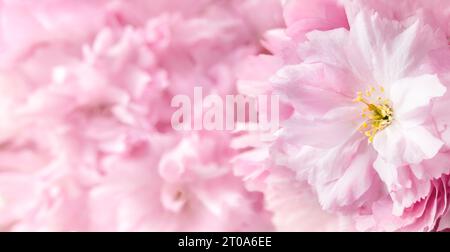 Kirschblüten liegen flach. Hintergrundstruktur für Einladungskarten wie Hochzeiten, Partys oder Sakura-Frühlingsdekoration. Rosa Blumen von Kwanzan che Stockfoto