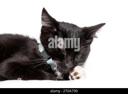 Isoliertes Kätzchen schlafend, Nahaufnahme. Teilweises Kurzhaar-Smoking-Kitty-Nickerchen nach dem Spielen mit geschlossenen Augen. Schwarz-weiß, 8 Wochen alter männlicher kitte Stockfoto