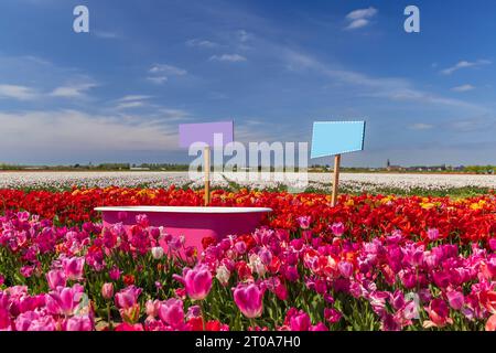 Tulpenfeld mit rosafarbener Badewanne in der Nähe des Keukenhof, Niederlande Stockfoto