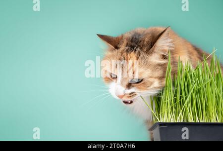 Flauschige Katze, die Katzengras mit farbigem Hintergrund isst. Niedliche weibliche Calico- oder Torbie-Katze, die auf dem grünen Gras knabbert oder weidet, während sie dahinter sitzt Stockfoto