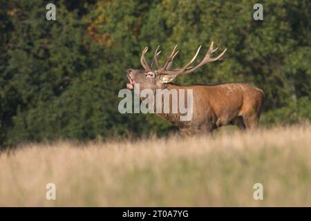 Starker Rothirsch Cervus elaphus männlich brüllend während der Paarungszeit in der Natur des Herbstes. Stockfoto