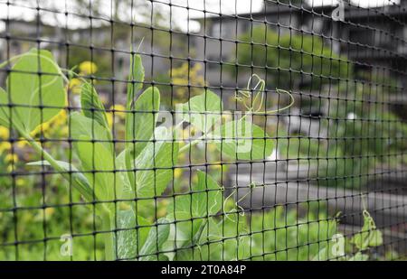 Klettern von Erbsenreben, die sich an Gitter oder Gitter greifen. Abstrakte und unscharfe Erbsenpflanzen hinter einem schwarzen Gittergeflecht im Hochbeet. Erbsenranken sind es Stockfoto