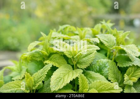 Lemonella Zitronenmelisse Pflanze im Garten. Zitronenduft mit üppig grünen Blättern im erhöhten Gartenbeet. Balsam sanft oder Melissa officinalis. Stockfoto