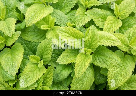 Lemonella Zitronenmelisse Pflanze von oben, von außen. Zierkraut mit Zitronenduft und sattgrünen und gelben Blättern. Bekannt als Balsam sanft Stockfoto