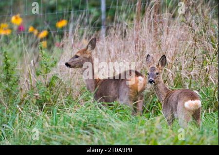 Zwei europäische Rehe haben gerade einen Fotografen auf einem Feld gesehen. Frühherbst, sonniger Tag. Tschechische republik Natur. Stockfoto