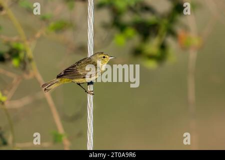 Orangenkrone in Veracruz, Mexiko. Stockfoto
