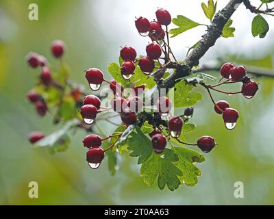 Hintergrundbeleuchtete Wassertropfen hängen an glänzend roten Weißdornbeeren (Crataegus monogyna) mit grünen Blättern - Cumbria, England, Großbritannien Stockfoto