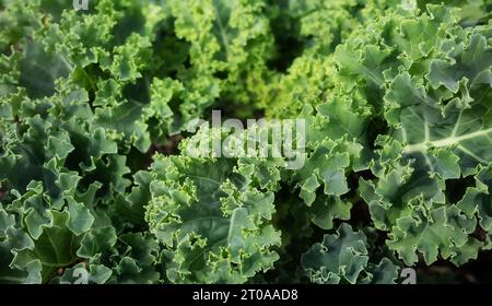 Grünkohl im Garten. Nahaufnahme einer Reifen Grünkohl-Rosette mit gewellten und gerafften Blättern, bereit für Ernte und Ernte. Bekannt als Starbor Kale, Blatt C Stockfoto