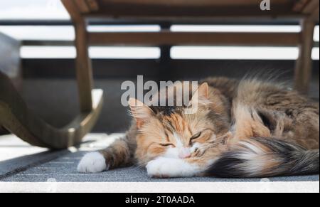 Glückliche Katze, die draußen im Schatten auf dem Balkon schläft. Langhaar Calico oder Torbie Kätzchen zum Sonnenschutz unter einem Stuhl. Katze im Haus genießt Stockfoto