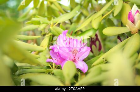 Große rosa Blüten in der Mitte von unscharfen Blättern. Weicher Federhintergrund. Rhododendron oder Azaleen oder immergrüner Busch. Glockenförmige rosa oder violette Blüte Stockfoto