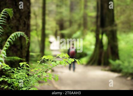 Unfokussierter Wanderer im Wald mit Fokus auf den vorderen Ast. Wunderschöne abstrakte Waldlandschaft im Sommer mit hohen Bäumen. Rückansicht der Frau, die läuft. Stockfoto