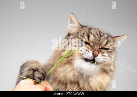 Katze mit Katzengras im Mund auf grauem Hintergrund. Flauschige Tabby-Katze, die Besitzer Hand mit Pfote packt, um einen Biss vom Gras zu nehmen. Lustiger Gesichtsausdruck. 1 Stockfoto
