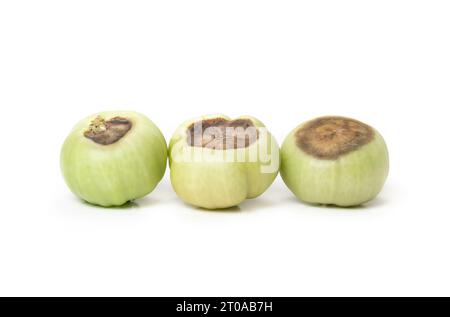 Isolierte Tomaten mit Blütenendfäule. Mehrere unreife grüne Tomatenfrüchte mit dunkel ledrigen braunen Flecken aus einem Kalziumungleichgewicht. Durch Umwelt verursacht Stockfoto