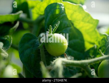 Unreife Kirschtomate auf Zweig, frühmorgens. Nahaufnahme von grünen Tomatenfrüchten auf Zweig. Kompakte Rotkehlchen-Cherry-Tomatenbusch-Pflanze, die in Dachga wächst Stockfoto