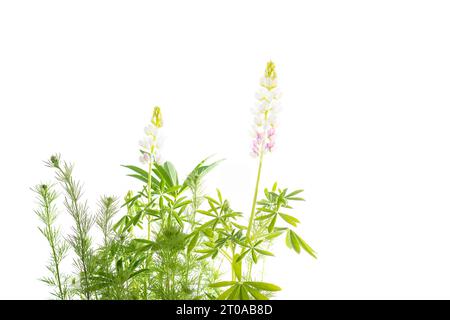 Isolierte Platzhalter mit Kopierbereich. Wunderschöne Wildblumen mit blühenden Lupinus elegans Pink Fee und Rocket Larkspur Blütenknospen. Summen Stockfoto