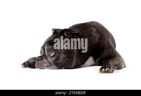 Trauriger, seitlich liegender Hund. Seitenprofil eines auf dem Boden liegenden Seniorenhundes mit Kopf zwischen den Pfoten und auf dem Boden. 9 Jahre alter schwarzer boston Terrier Stockfoto