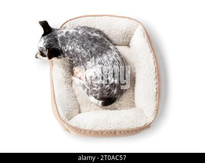 Blick von oben auf den Welpen, der im Hundebett schläft. Erschöpfter, süßer Welpe mit Kopf, der aus dem Hundebett hängt. Seitenprofil des 9 Wochen alten blauen heeler Welpen o Stockfoto