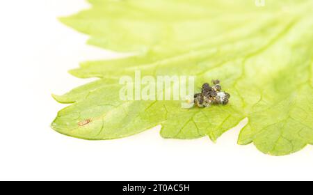 Marienkäfer schlüpfen aus einer Gruppe von Eiern auf Sellerieblättern. Gruppe winziger schwarzer Larven, die auftauchen. Bekannt als Marienkäfer, Damenuhr und Damenfliege. Stockfoto