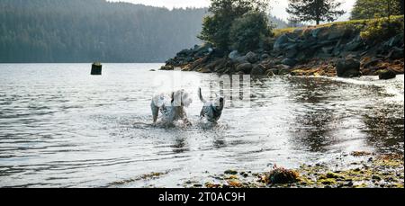 Zwei Hunde laufen früh morgens im Wasser. Glückliche Hunde in Bewegung mit Wasser, das überall spritzt. Aktive Hunde spielen während des Spaziergangs im Wasser. Vanc Stockfoto