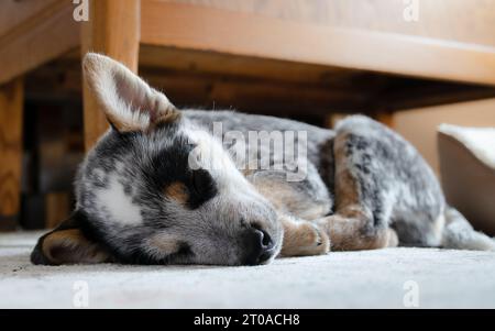 Hündchen schlafend auf Teppich zur Kamera. Niedlicher Hund, der sich zusammengerollt hat, während er seitlich liegt. Schwarz-weiß 9 Wochen altes blaues heeler-Welpen oder Au Stockfoto