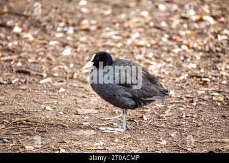 Dieser eurasische Coot, der in Dublin, Irland, entdeckt wurde, zeigt sein unverwechselbares schwarzes Gefieder, während er anmutig auf den Wasserstraßen der Stadt gleitet. Stockfoto