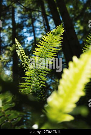 Atemberaubender Farn im Wald mit Licht und Schatten. Magischer Wald, Hintergrund-Textur. Hellgrüne Farnblätter in den Regenfores Stockfoto