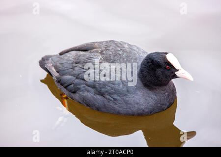Dieser eurasische Coot, der in Dublin, Irland, entdeckt wurde, zeigt sein unverwechselbares schwarzes Gefieder, während er anmutig auf den Wasserstraßen der Stadt gleitet. Stockfoto