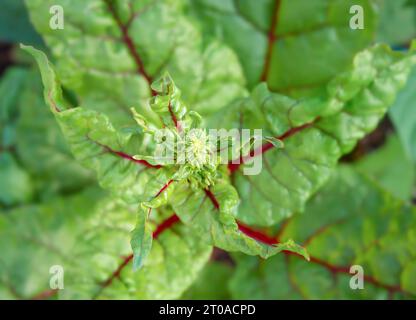 Mangold-Bolting, Nahaufnahme. Blick von oben auf Ruby Red Swiss Mangold Pflanze mit frühen Blütenknospen, die sich aus der Hitze der Trockenheit bilden. Bekannt als Mangold, Spinat Stockfoto